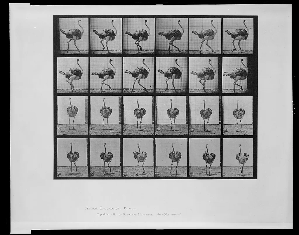 Animal Locomotion, 1887