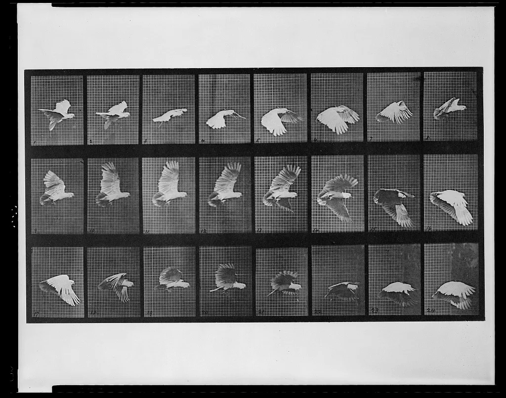 Animal Locomotion, 1887