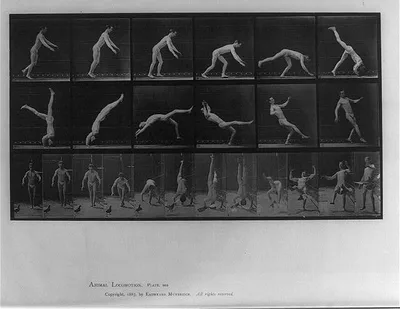 Animal locomotion. Plate 365, 1887