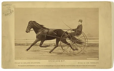 Photograph from 1877: Occident. Owned by Leland Stanford. Driven by…