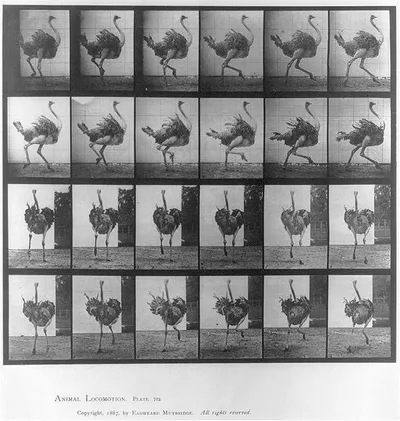 [Ostrich running], 1887