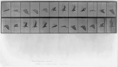 [Hawk in flight], 1887