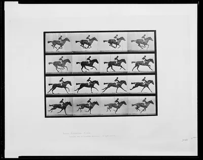 [Animal locomotion - 16 frames of racehorse "Annie G." galloping], 1887