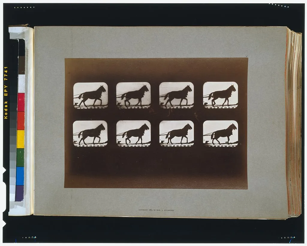 Horses. Hauling, Palo Alto, California, 1881