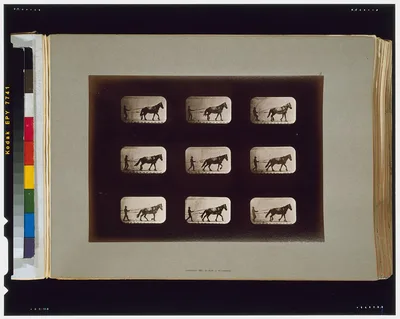 Horses. Irregular, Palo Alto, California, 1881