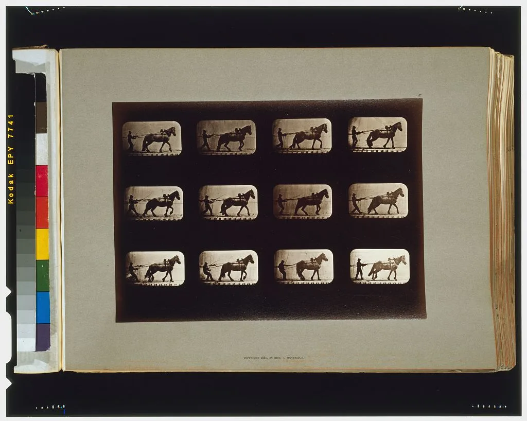 Horses. Irregular, Palo Alto, California, 1881