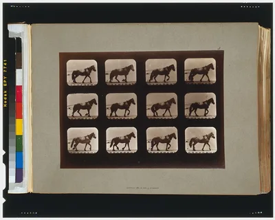 Horses. Hauling, Palo Alto, California, 1881
