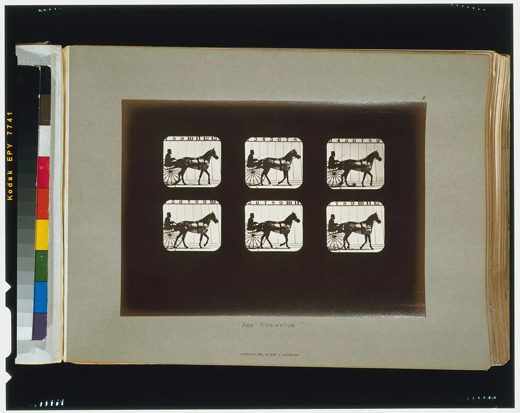 Horses. Walking, Palo Alto, California, 1881