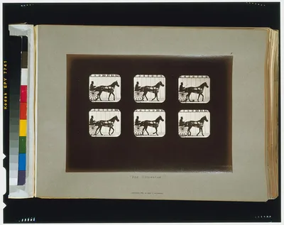 Horses. Walking, Palo Alto, California, 1881