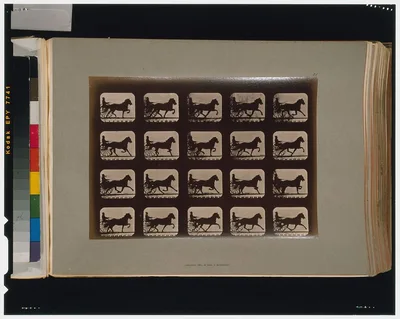 Horses. Pacing, Palo Alto, California, 1881