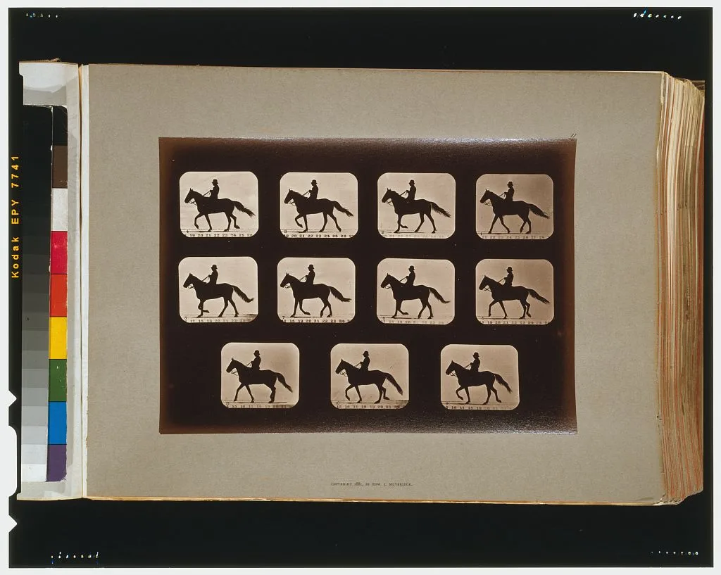 Horses. Walking, Palo Alto, California, 1881