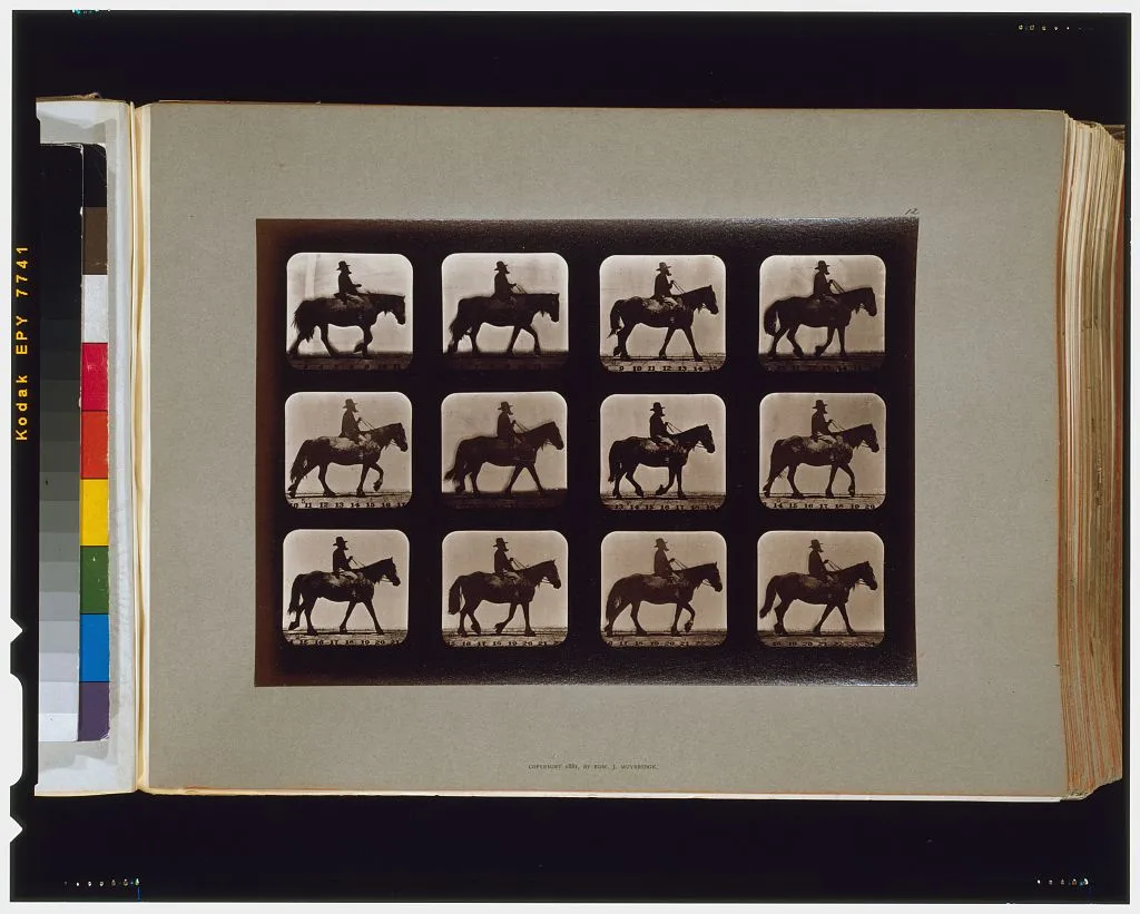 Horses. Walking, Palo Alto, California, 1881