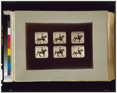 Horses. Cantering, Palo Alto, California, 1881