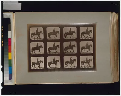 Horses. Trotting, Palo Alto, California, 1881