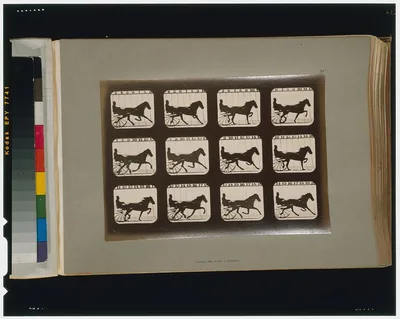 Horses. Trotting, Palo Alto, California, 1881