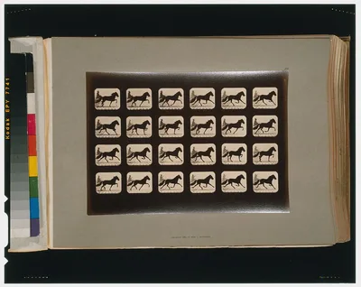 Horses. Trotting, Palo Alto, California, 1881