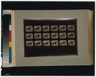 Horses. Running, Palo Alto, California, 1881