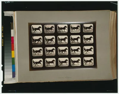 Horses. Pacing, Palo Alto, California, 1881