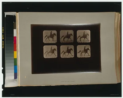Horses. Irregular, Palo Alto, California, 1881