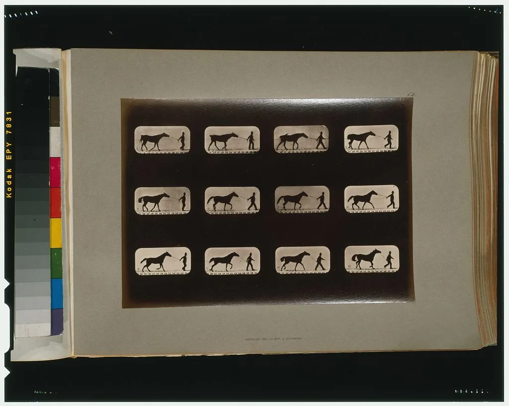 Horses. Irregular, Palo Alto, California, 1881