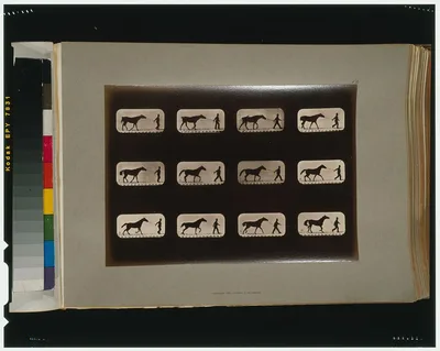 Horses. Irregular, Palo Alto, California, 1881