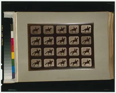 Horses. Irregular, Palo Alto, California, 1881