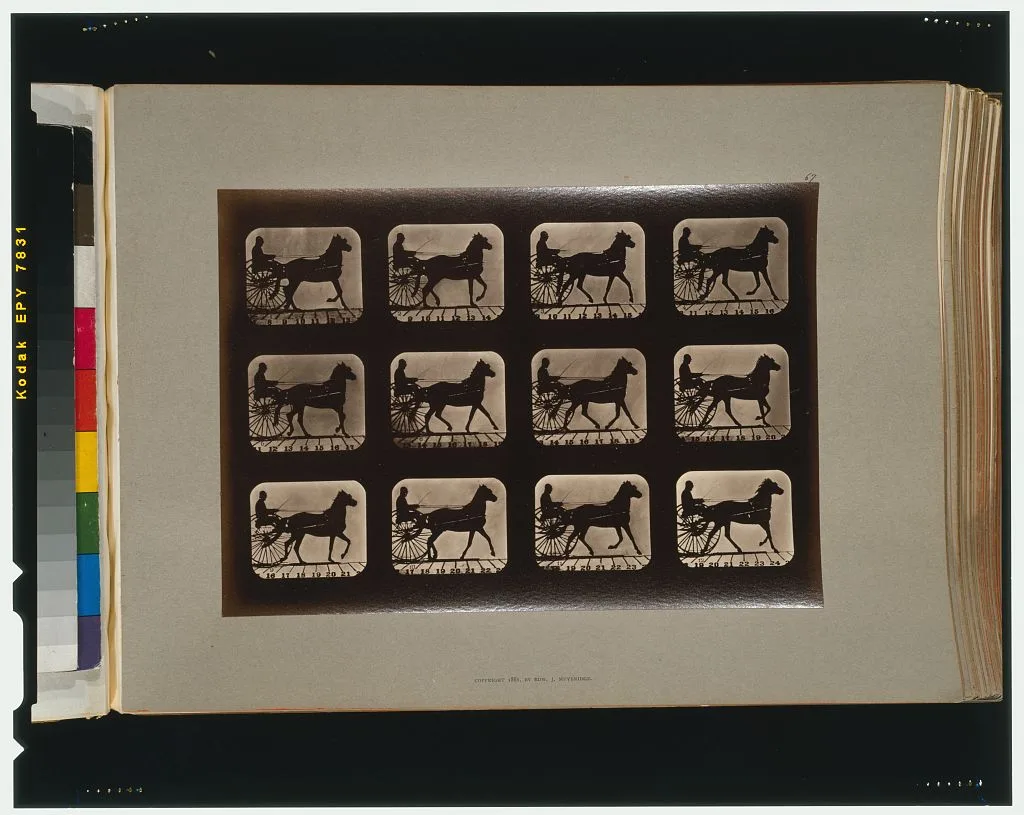 Horses. Irregular, California, Palo Alto, 1881