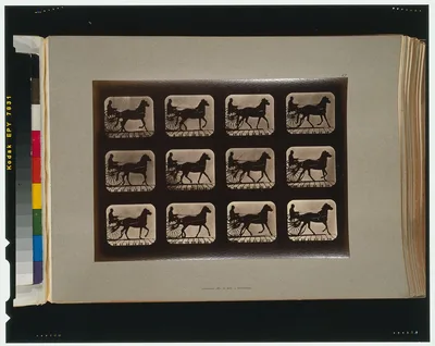 Horses. Irregular, California, Palo Alto, 1881