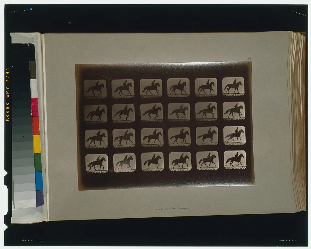 Horses. Irregular, California, Palo Alto, 1881