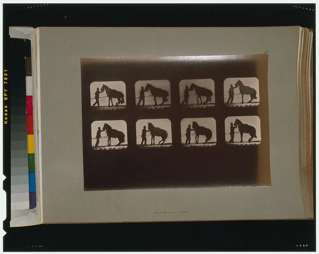 Horses. Backing, California, Palo Alto, 1881