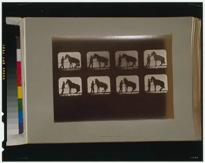 Horses. Backing, California, Palo Alto, 1881