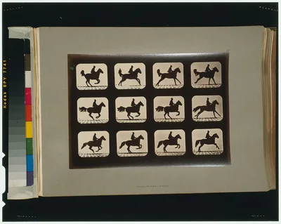 Horses. Irregular, California, Palo Alto, 1881
