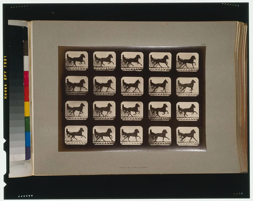 Horses. Irregular, California, Palo Alto, 1881