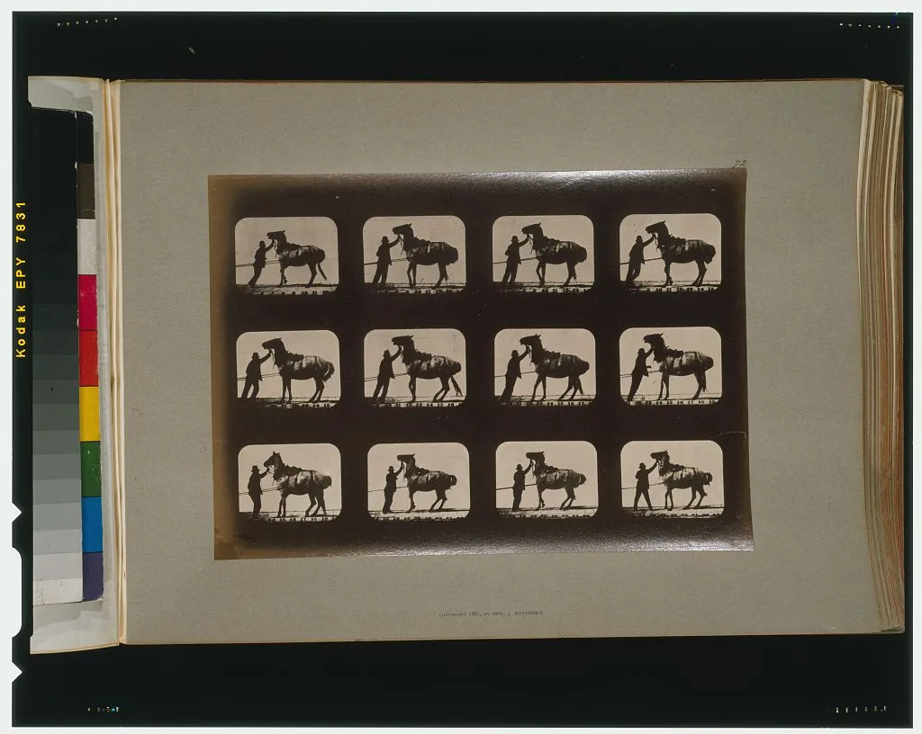 Horses. Backing, California, Palo Alto, 1881