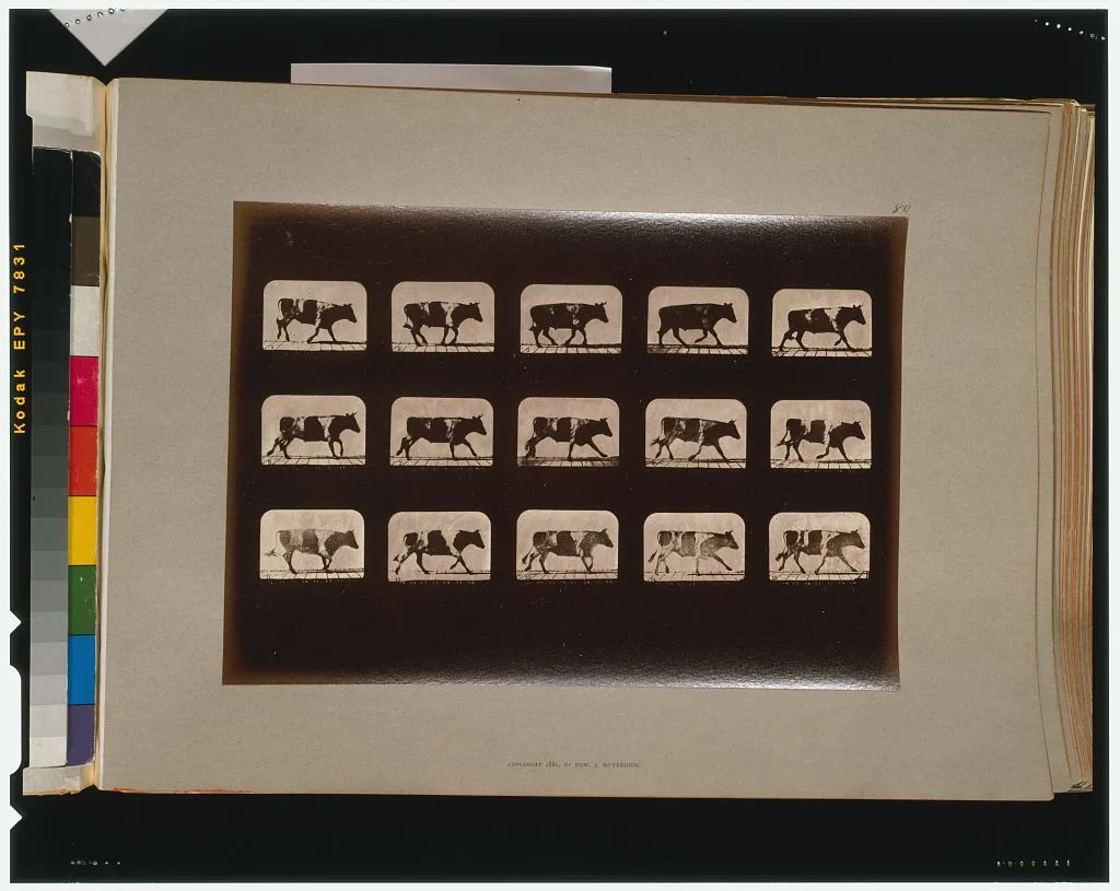 Ox, running, California, Palo Alto, 1881