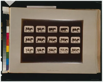 Ox, running, California, Palo Alto, 1881