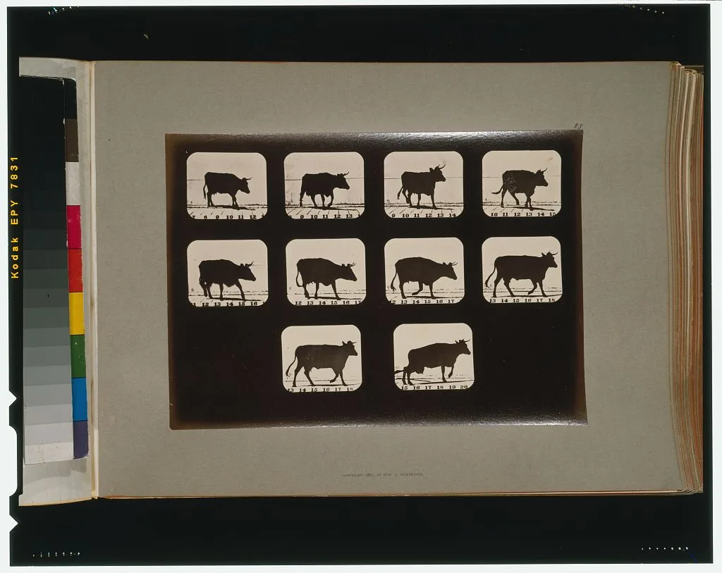 Cow, irregular, California, Palo Alto, 1881