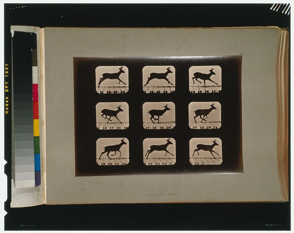 Deer, running, Palo Alto, California, 1881