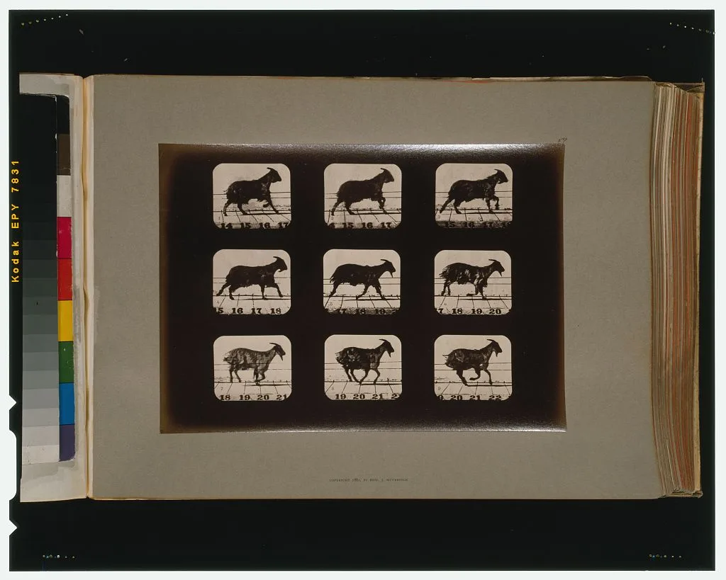 Goat, running, Palo Alto, California, 1881