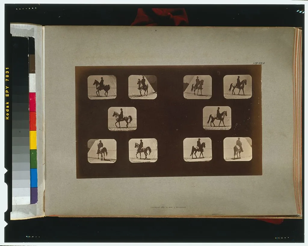 Horses. Walking, California, Palo Alto, 1881