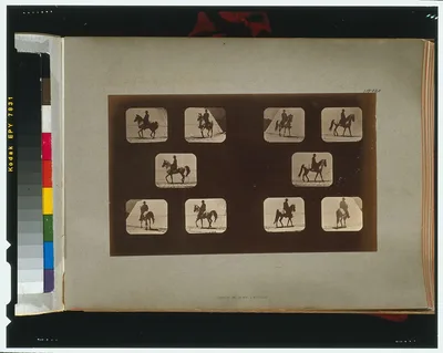 Horses. Walking, California, Palo Alto, 1881