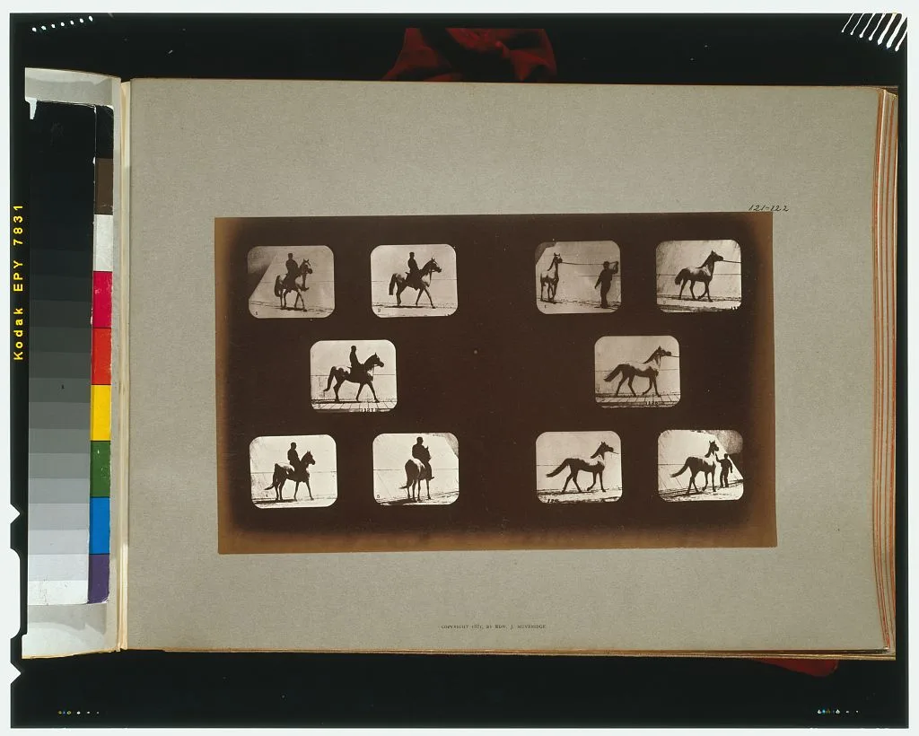 Horses. Walking, California, Palo Alto, 1881