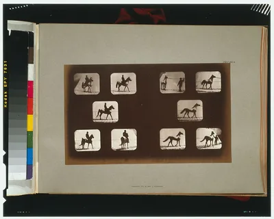 Horses. Walking, California, Palo Alto, 1881