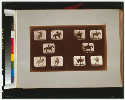 Horses. Running, California, Palo Alto, 1881