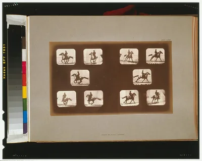 Horses. Running, California, Palo Alto, 1881