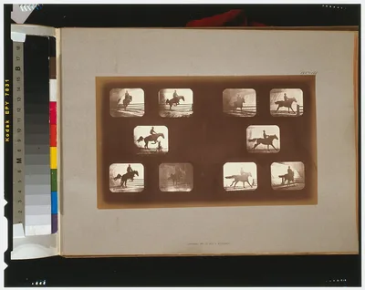 Horses. Leaping, California, Palo Alto, 1881