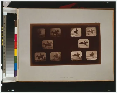 Horses. Leaping, California, Palo Alto, 1881