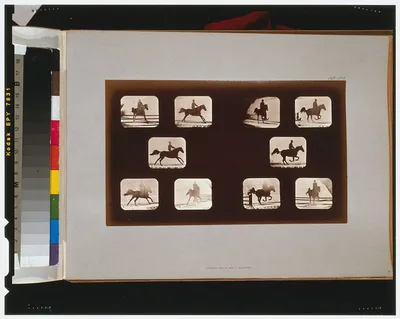 Horses. Leaping, California, Palo Alto, 1881