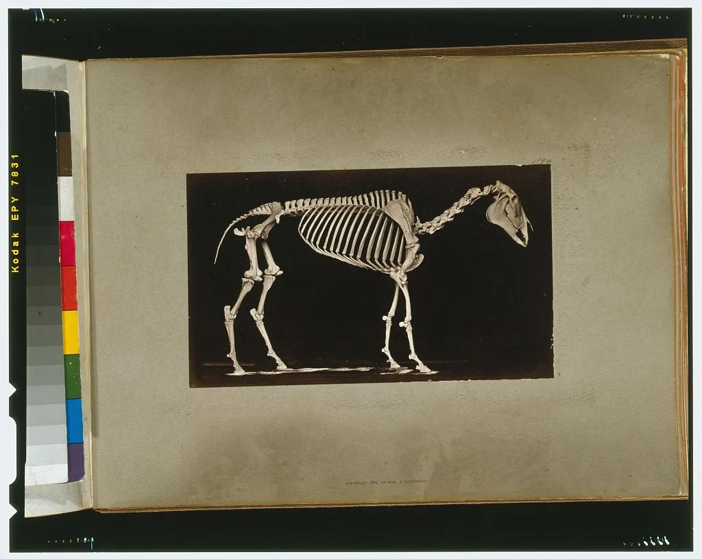 Skeleton of horse. Standing, California, Palo Alto, 1881