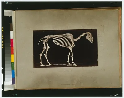 Skeleton of horse. Standing, California, Palo Alto, 1881